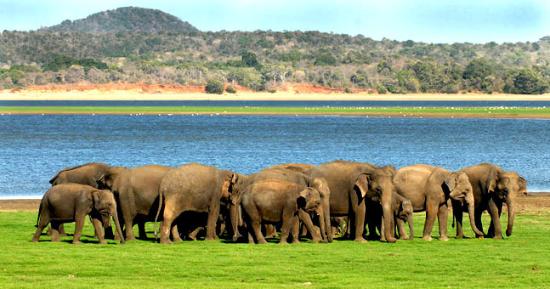 Resolving human-elephant conflict: It’s High Time to Treat the Root Cause - By Bernard Fernando