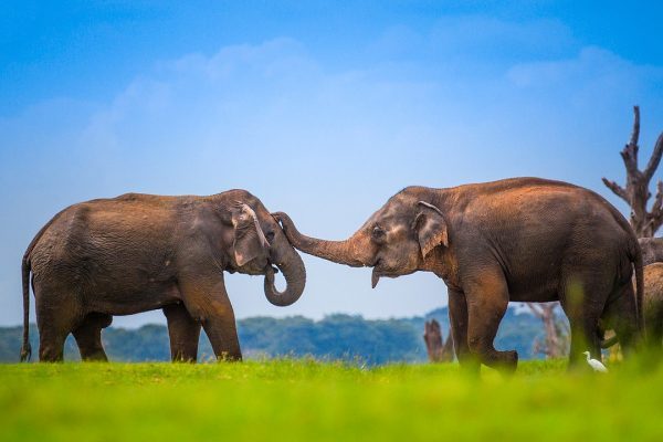 elephents in sri lanka