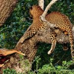 leopard-appraises-his-kill