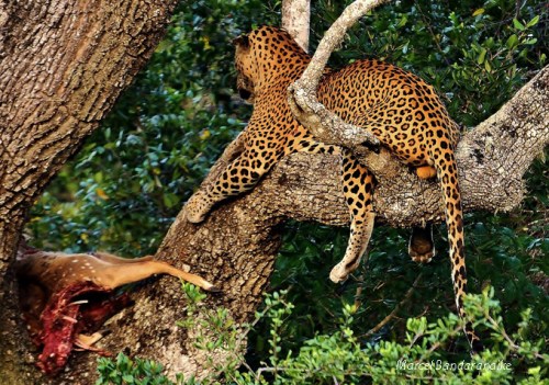 leopard-appraises-his-kill