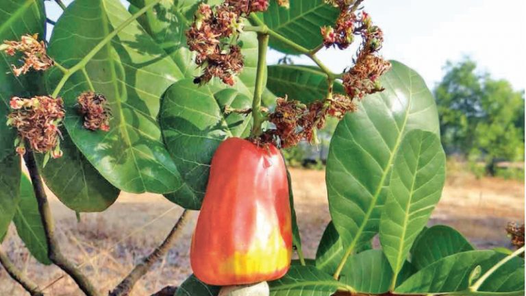 Gifted but Not Tasted?-by A. K. Hasith Priyashantha