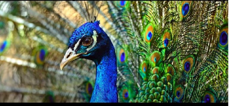 Defying gravity – Des Kelly