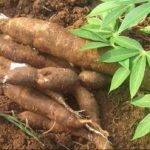 EATING MANIOC JAMS (cassava )TAPIOCA