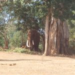 African Elephant