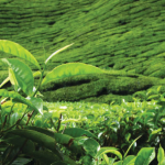 Meeting of the Ceylon Society of Australia on Sunday, 27th February 2022 talk will be by Roderick de Sylva on “The Development of the Tea Industry in Sri Lanka”