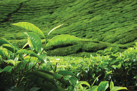 Meeting of the Ceylon Society of Australia on Sunday, 27th February 2022 talk will be by Roderick de Sylva on “The Development of the Tea Industry in Sri Lanka”