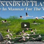 Thousands of Flamingos In Mannar For The Winter