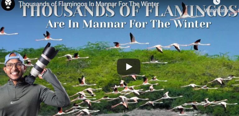 Thousands of Flamingos In Mannar For The Winter-by Iman Saleem