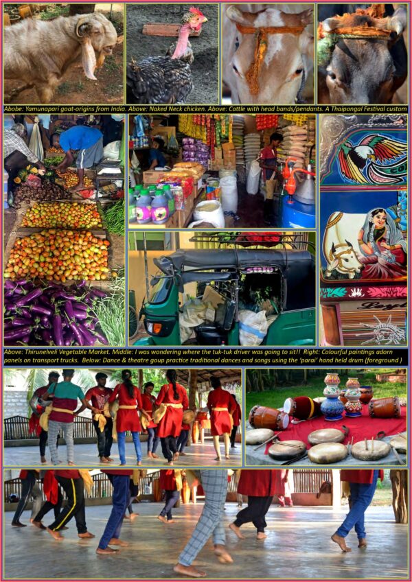 Jaffna – by Steffan D’silva