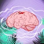 brain