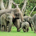 wild-elephant-in-sri-lanka