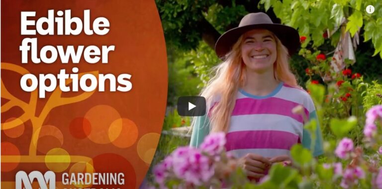 7 edible flower options and how to serve them | Gardening 101 | Gardening Australia