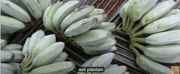 Ash Plantain