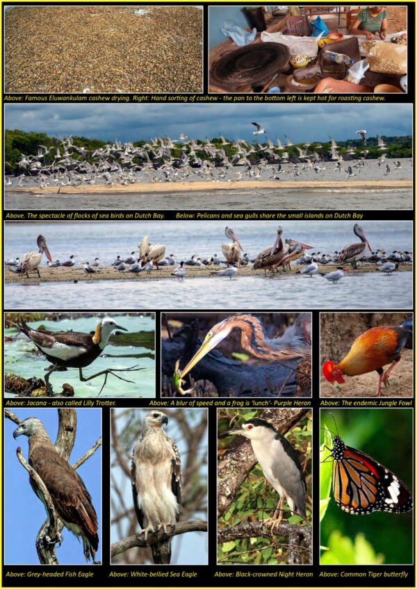 Dutch Bay, Eluwankulam and Gangewadiya - a glimpse – by Stefan D'silva