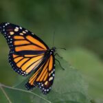 Lessons from the Bees, Butterflies, Insects & Birds. - Noor Rahim