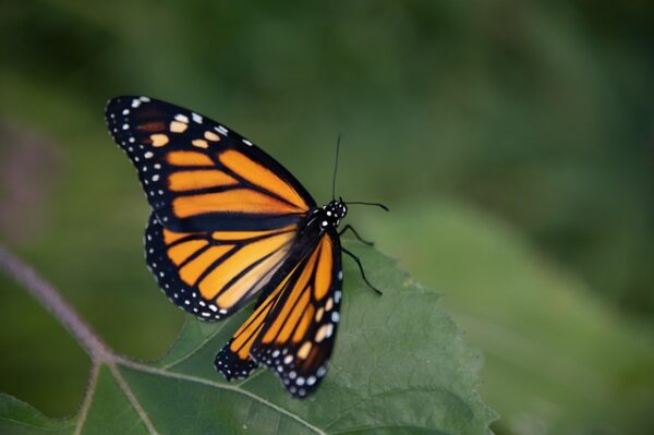 Lessons from the Bees, Butterflies, Insects & Birds. - Noor Rahim