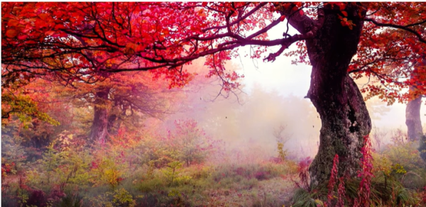 Hypnotised – by Anil Wickrematunge