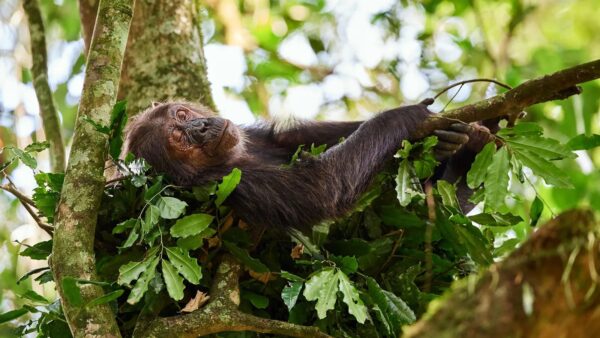 Why humans get less sleep than other primates - By Elizabeth Preston