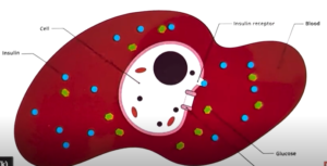 Insulin Sensitivity, insulin resistance and insulin unresponsiveness - By Dr harold Gunatillake
