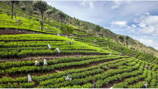 Isso vade: The spicy snack that unites Sri Lanka - By Demi Perera