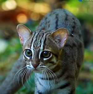 "WILD-CATS" by Des Kelly