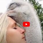 Animals and Humans Sharing a Deep Connection