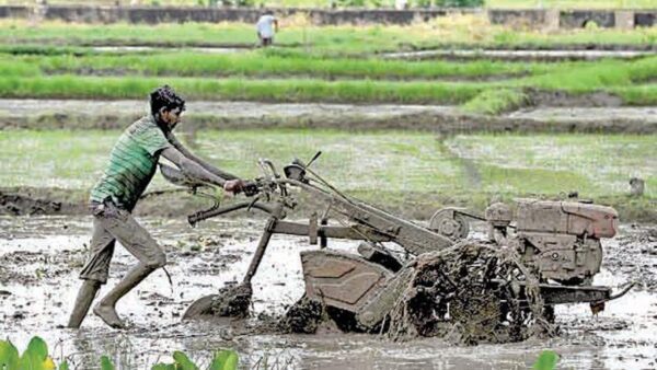 Around 80,000 mt of seed paddy needed - Agri-expert