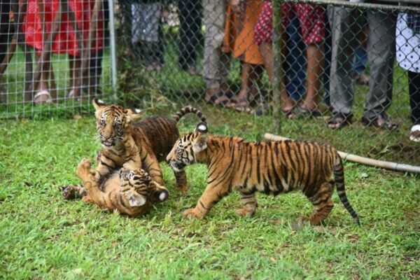 Bengali tiger cubs attract visitors at Zoo...