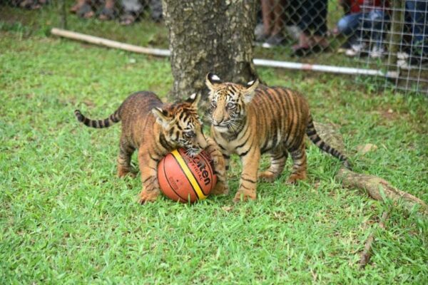 Bengali tiger cubs attract visitors at Zoo...
