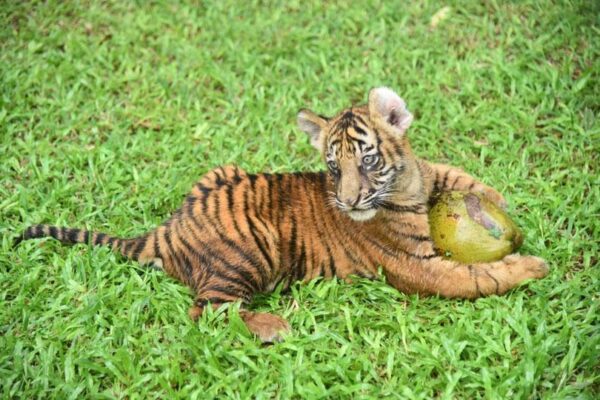 Bengali tiger cubs attract visitors at Zoo...