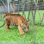 Bengali tiger cubs attract visitors at Zoo...