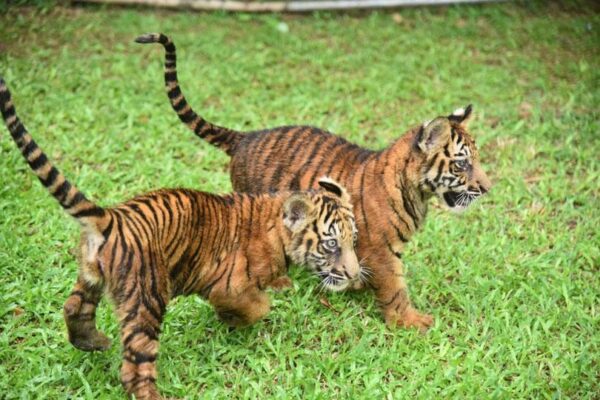 Bengali tiger cubs attract visitors at Zoo...