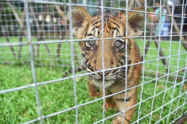 Bengali tiger cubs attract visitors at Zoo...