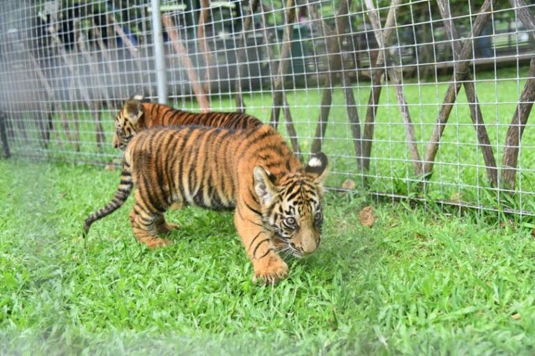 Bengali tiger cubs attract visitors at Zoo…