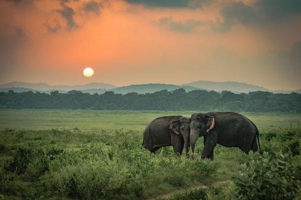 Visit Sri Lanka