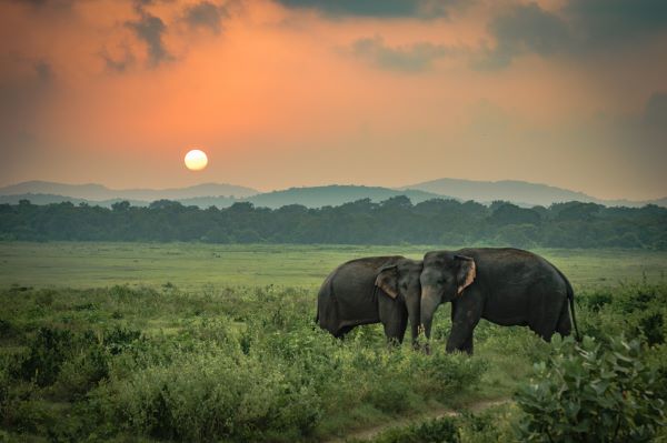 Visit Sri Lanka 