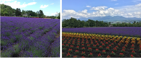 Furano - for lavender and melons - GEORGE BRAINE