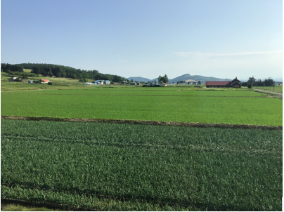 Furano - for lavender and melons - GEORGE BRAINE