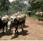 Stories Behind Names of Places in Sri Lanka: TAWALAMA - By Dr. Nimal Sedera