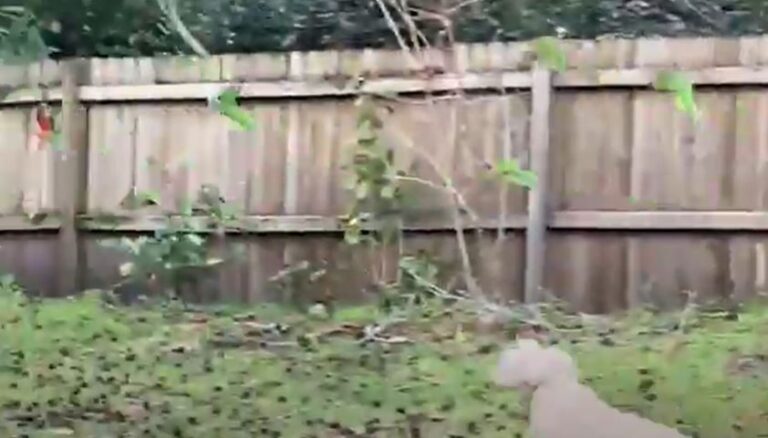 You only need one strong Leader to make the whole flock fly away!