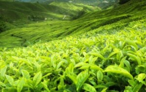 Ceylon Tea named as Official Tea Supplier for Birmingham 2022 Commonwealth Games