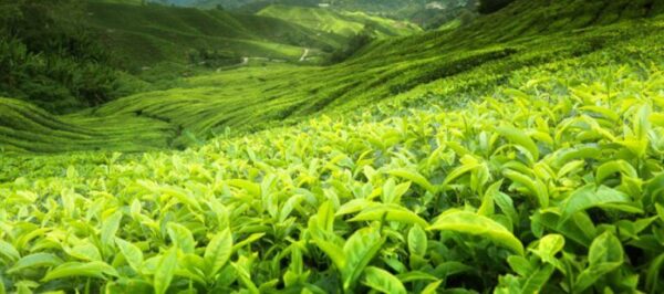 Ceylon Tea