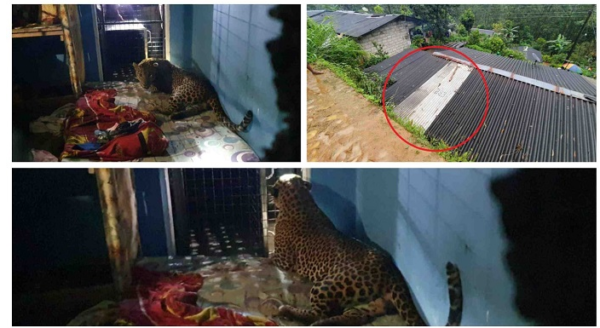 Leopard falls into house, rescued after 16 hrs (Video)