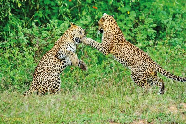 leopards