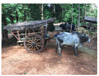 Those Pilgrimages to Madhu Church - By GEORGE BRAINE