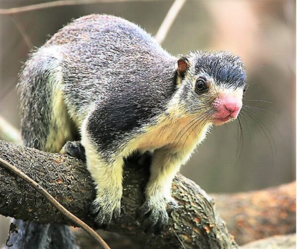 mammal giant squirrel