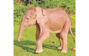Rare White Elephant born in Myanmar