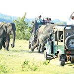 A close encounter with elephants.