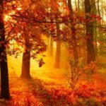 Autumn Has Arrived - In California