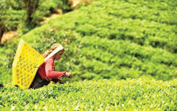 Tea exports